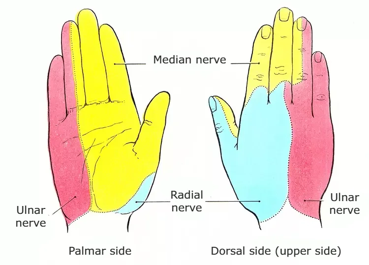 Anatomical illustration of the hand showing sensory distribution areas of the ulnar, radial, and median nerves on the palm and back of the hand.