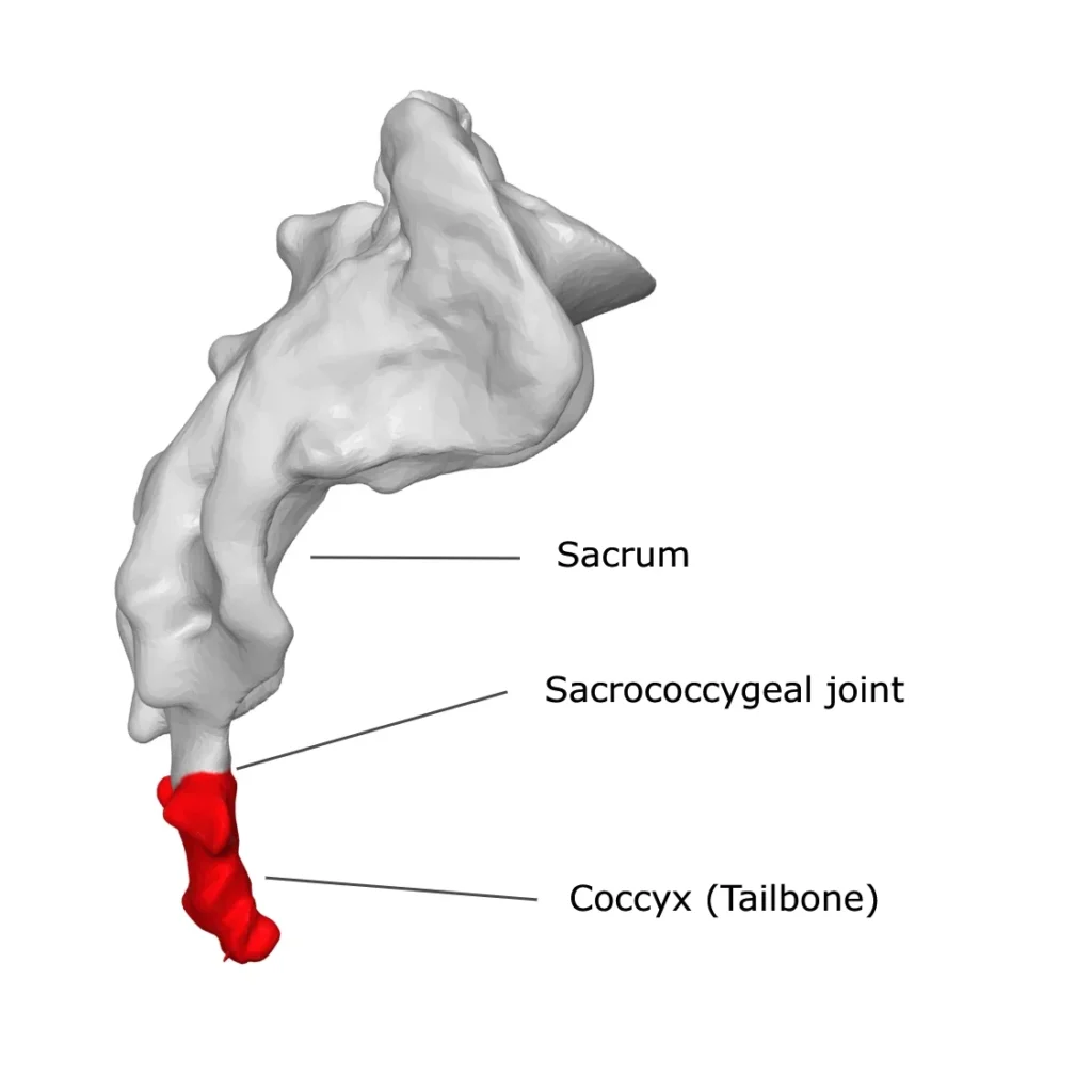 Tailbone (coccyx) and sacrum – sacrococcygeal joint, lateral view.