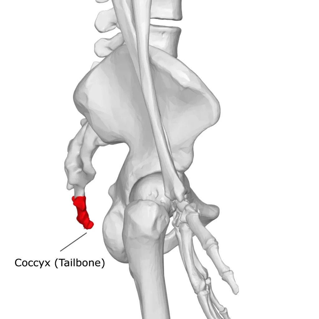 Anatomical view of the pelvis and tailbone (coccyx) – lateral view of the coccyx.