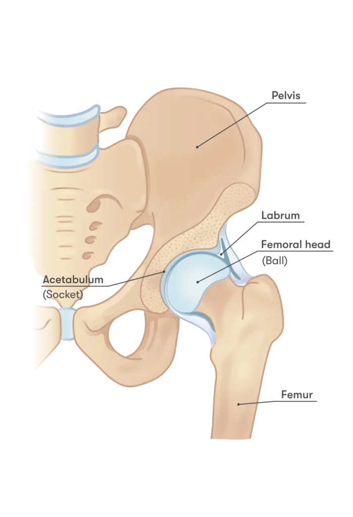 Schematic diagram of hip anatomy showing the labrum, cartilage, femoral head, and acetabulum