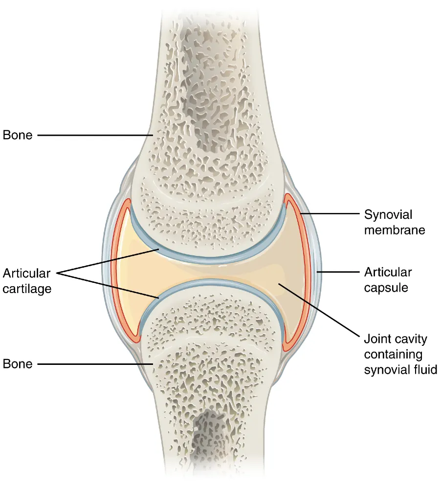 Schematic illustration of a synovial joint showing the synovial membrane, synovial fluid within the joint cavity, and the surrounding joint capsule.