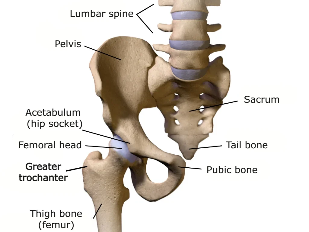 Hip anatomy