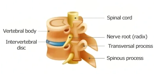 Spine anatomy showing the spinal cord, intervertebral discs, and spinal nerve roots.