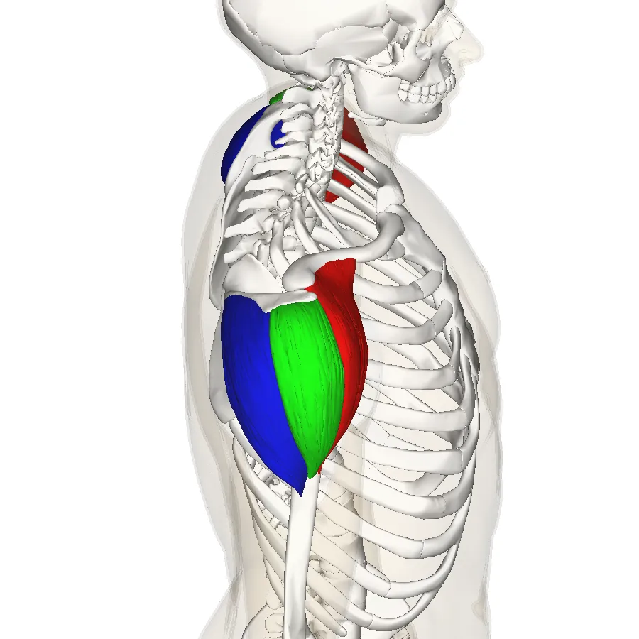 Deltoid muscle showing anterior fibers (red), middle fibers (green), and posterior fibers (blue) with their anatomical positions and functions