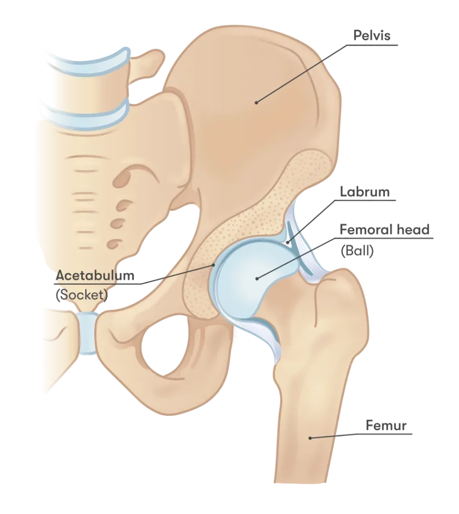Hip anatomy diagram showing the hip joint, femoral head, acetabulum, and labrum with labeled structures