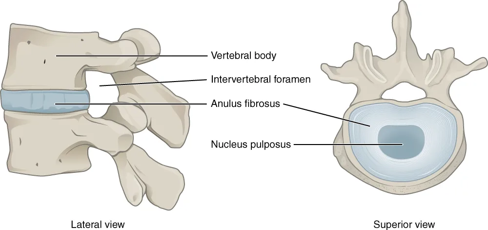 Intervertebral disc anatomy showing annulus fibrosus and nucleus pulposus structure in the human spine