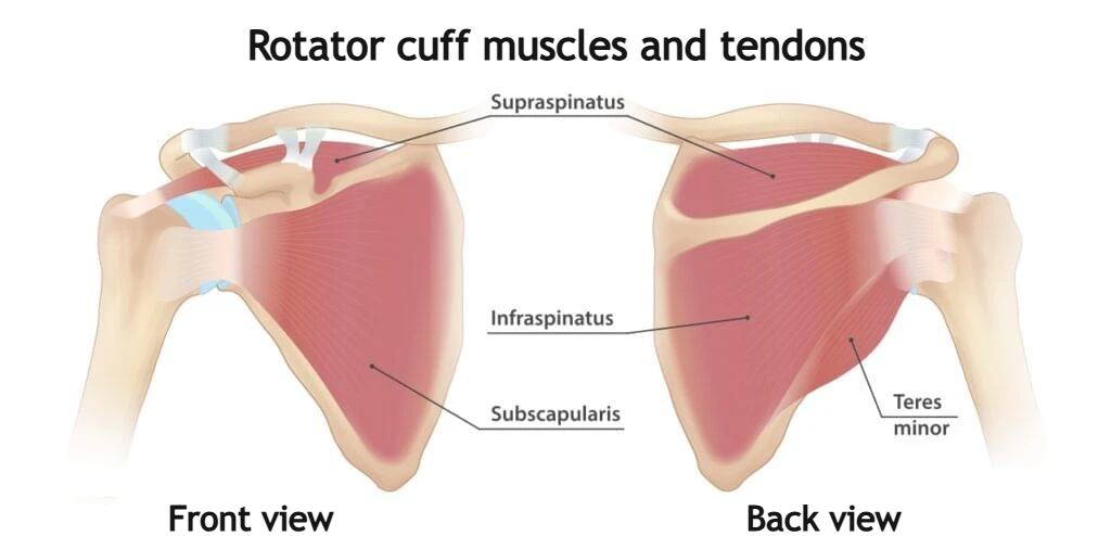 Schematic diagram of the rotator cuff muscles and tendons, showing supraspinatus, infraspinatus, teres minor, and subscapularis with tendon attachments.