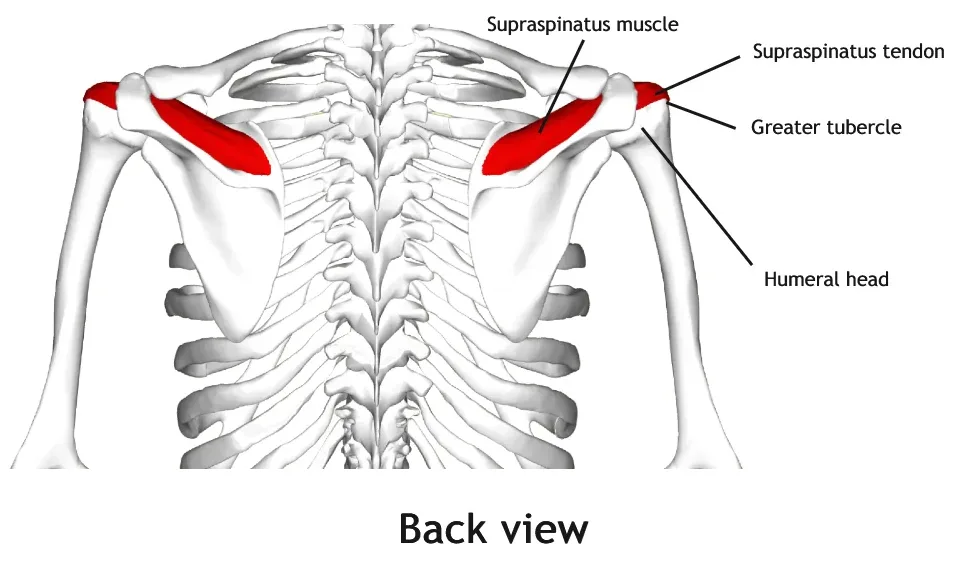 Posterior view of the supraspinatus muscle and tendon, showing tendon course under the acromion and rotator cuff anatomy.