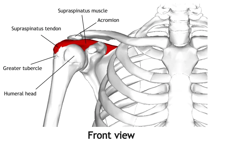 Anterior view of the supraspinatus muscle and tendon, showing tendon insertion on the humerus and muscle structure of the rotator cuff.