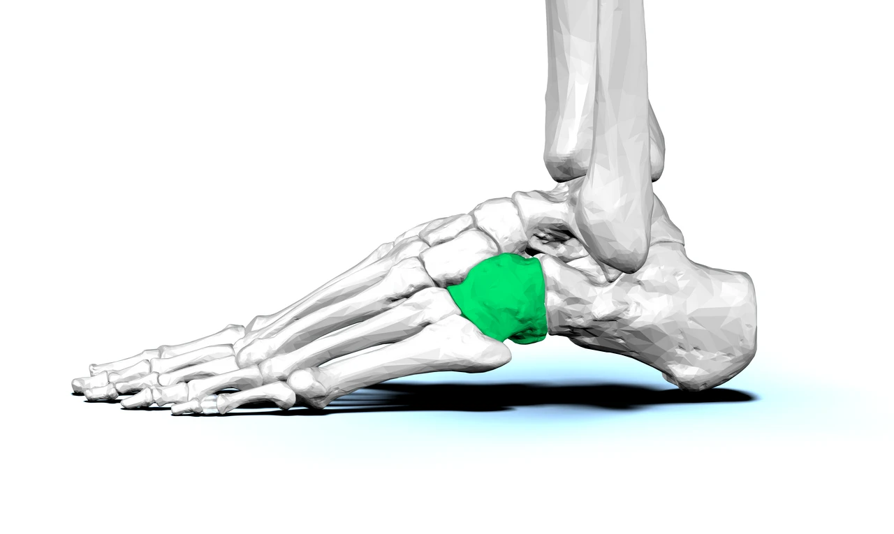 Cuboid bone lateral view showing its position on the outer side of the foot