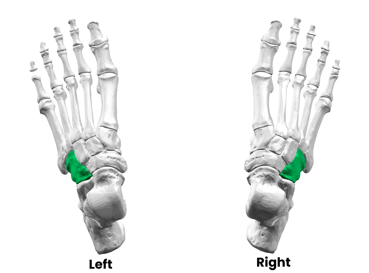 Cuboid bone superior view illustrating its shape and articulations with surrounding foot bones