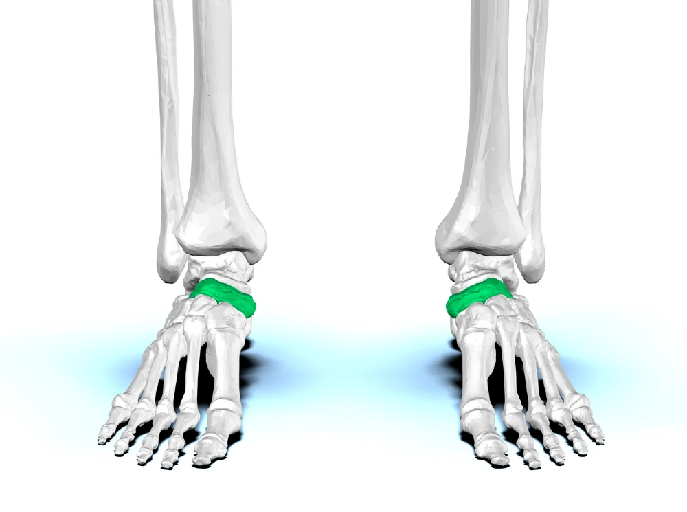 Anterior view of foot anatomy highlighting the Navicular bone (os naviculare) within the tarsal bones of the human foot.