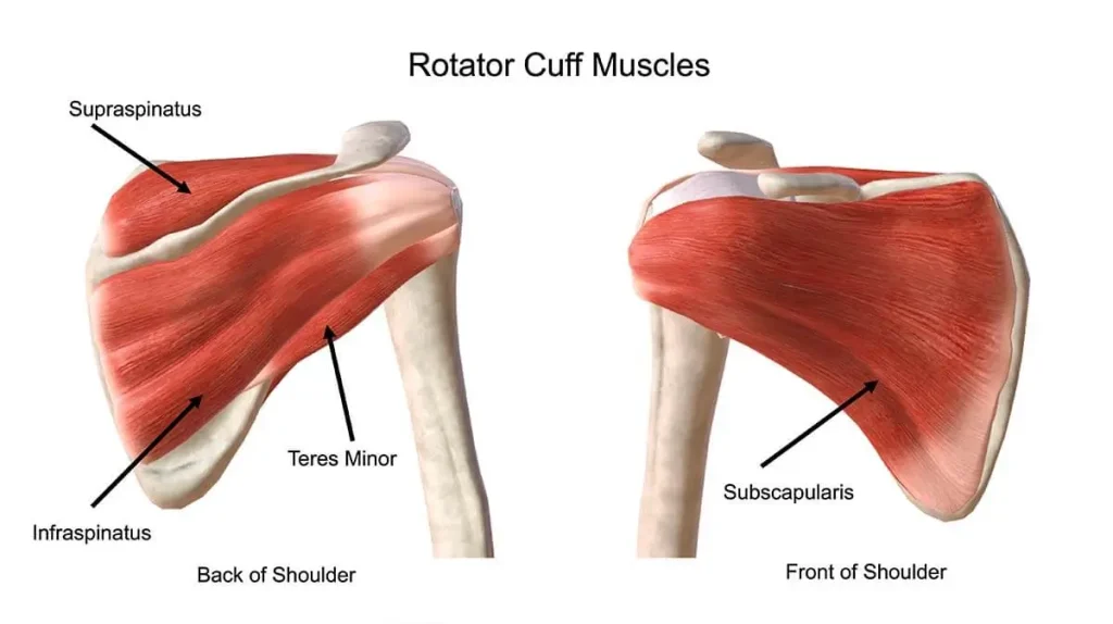 Schematic diagram of rotator cuff muscles including supraspinatus, infraspinatus, teres minor, and subscapularis with their anatomical positions around the shoulder joint