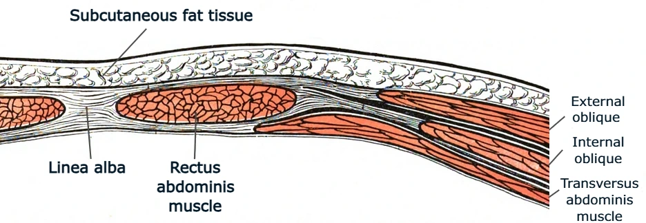 Anatomical illustration of the abdominal wall showing the left and right rectus abdominis muscles separated by the linea alba and surrounding core muscles.